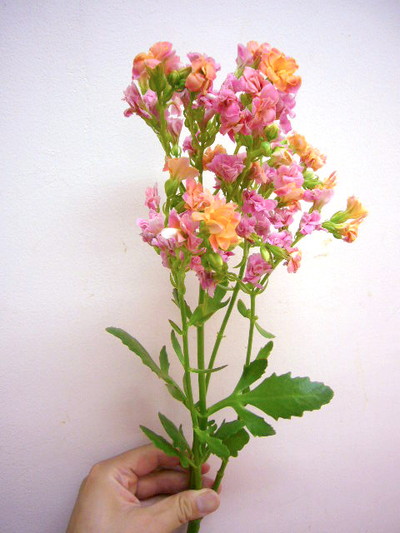 カランコエ アソート