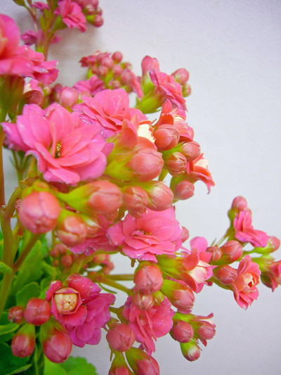 カランコエ スイートP