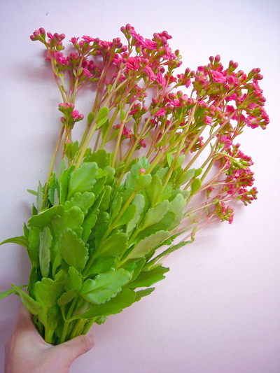 カランコエ スイートP