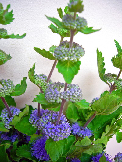 カリオプテリス