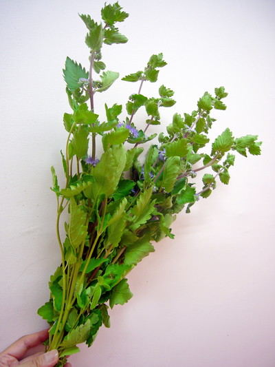 カリオプテリス