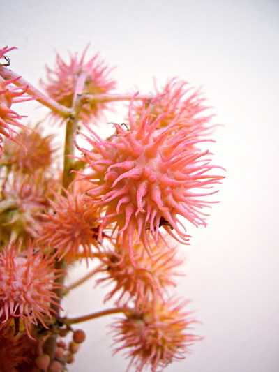 カルメンシータP