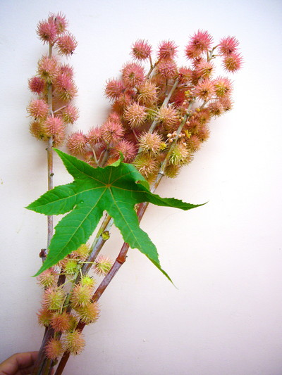 カルメンシータP