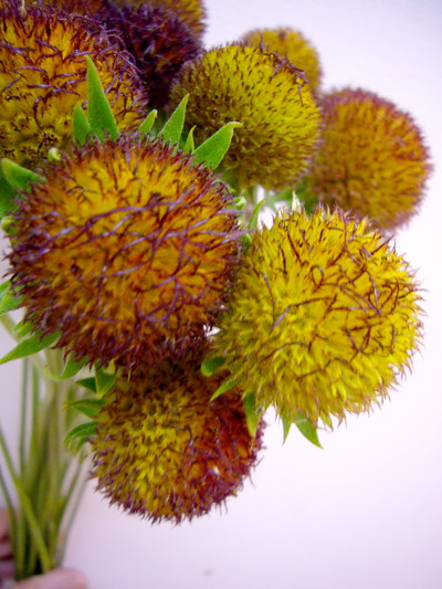 ガイラルディア ボール