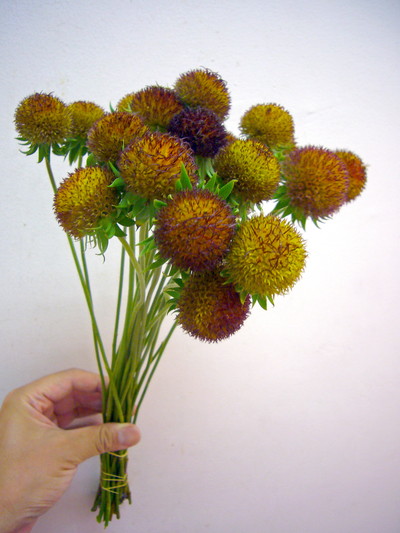 ガイラルディア ボール