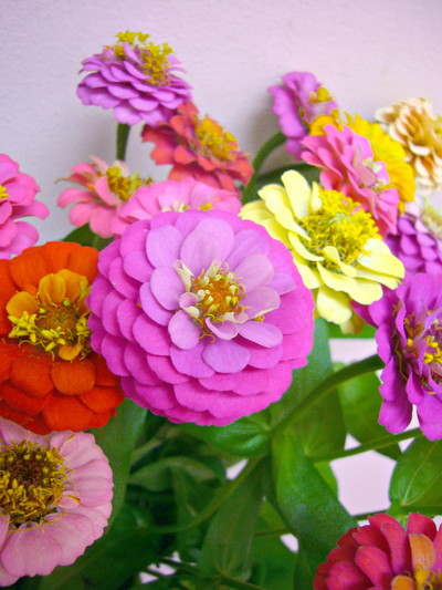 キューピットミニ（ジニア）