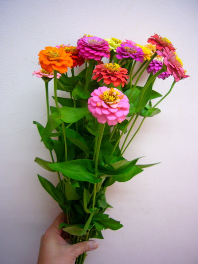 キューピットミニ（ジニア）