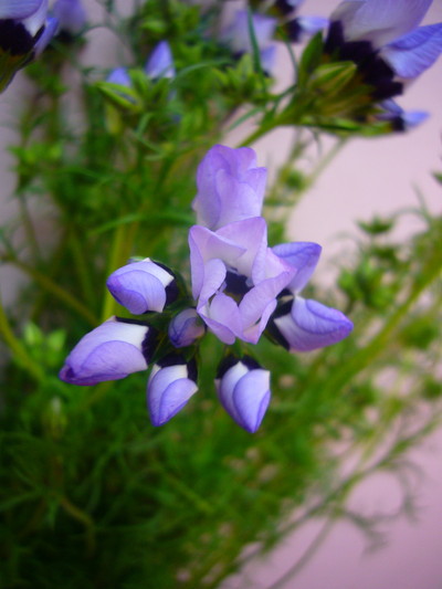 ギリア トルコロール