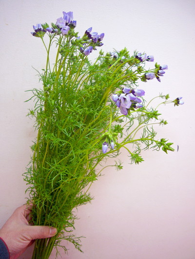 ギリア トルコロール