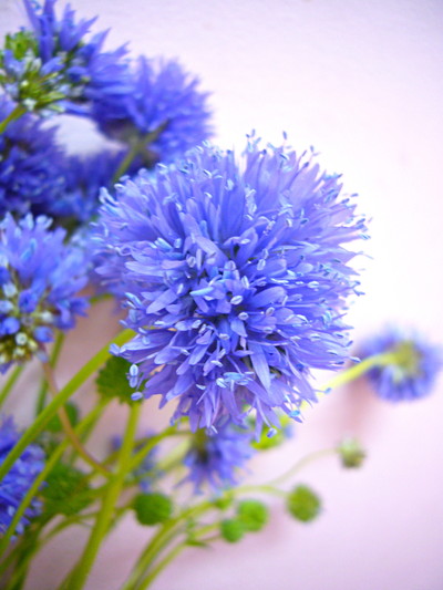 ギリヤ カピタータ