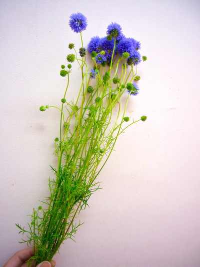 ギリヤ カピタータ