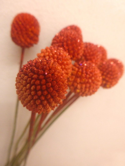 クラスペディア