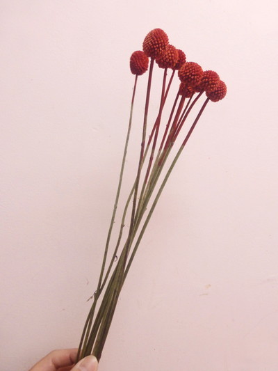 クラスペディア