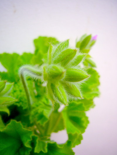 グリーンフレークゼラ