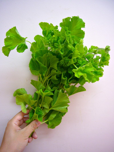 グリーンフレークゼラ