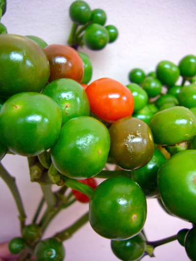 コニカルグリーン