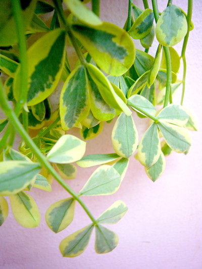 コロニラ バエリガータ