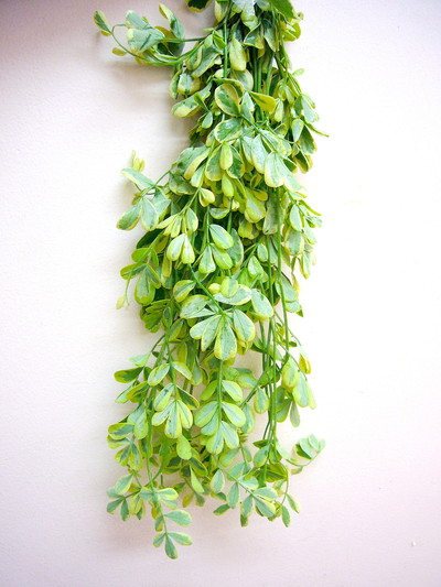 コロニラ バエリガータ