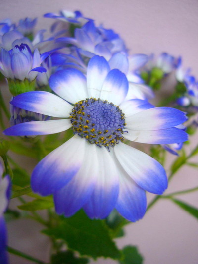 サイネリア ティア