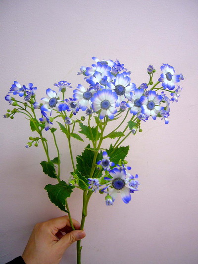 サイネリア ティア