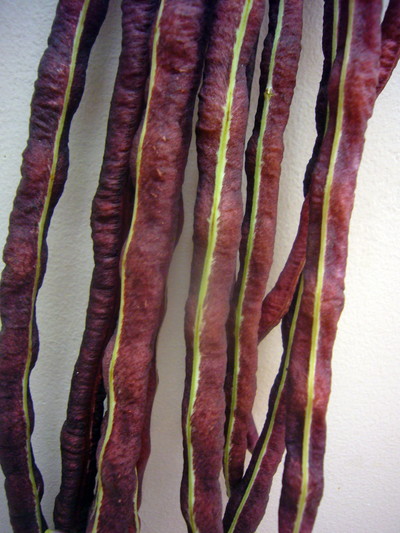 サマンサクロー