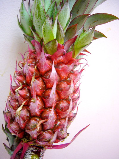 サンライズ（パイン）