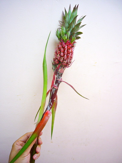 サンライズ（パイン）