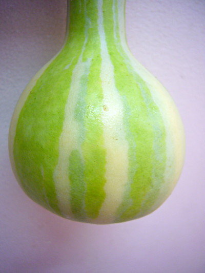 シマシマヒョウタン