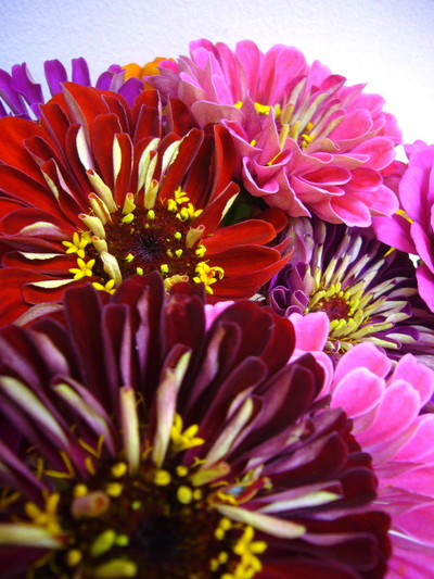 ジニアロイヤル