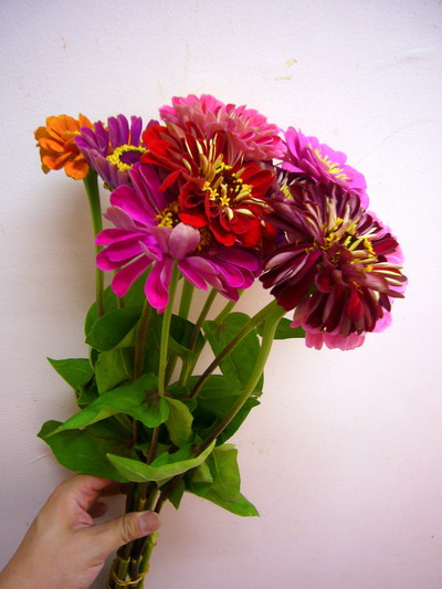 ジニアロイヤル