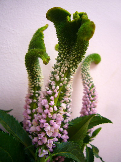 スイートエイリアン ピンク