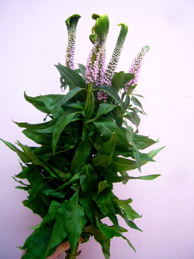 スイートエイリアン ピンク