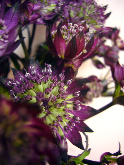 スターオブファイアー