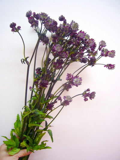 スターオブファイアー