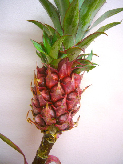 スタールージュ