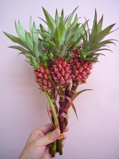 スタールージュ