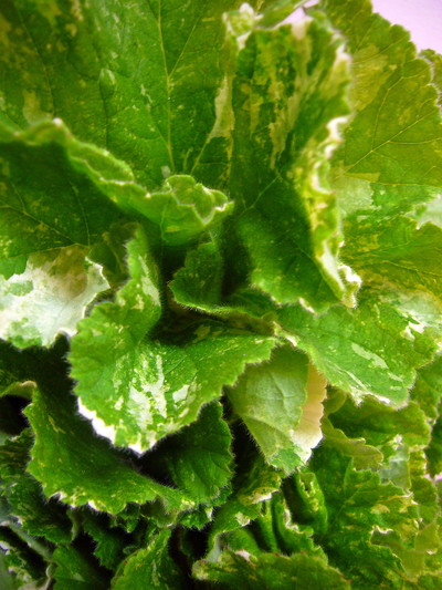 スノーフレーク