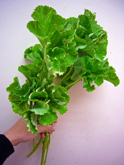 スノーフレーク