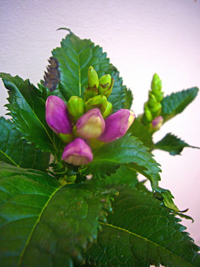 スピードリオン