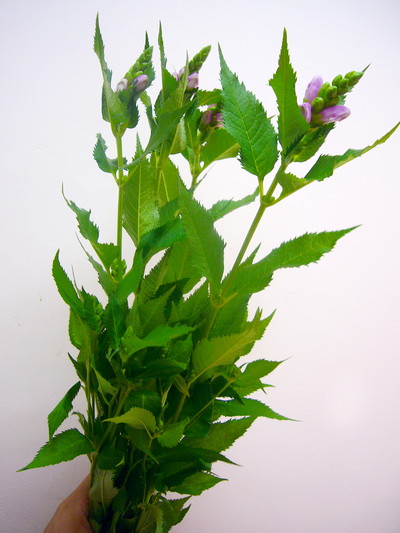 スピードリオン