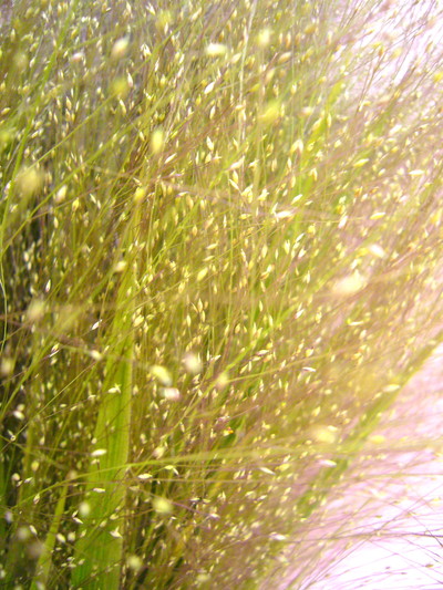 スモークグラス