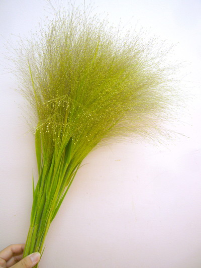 スモークグラス