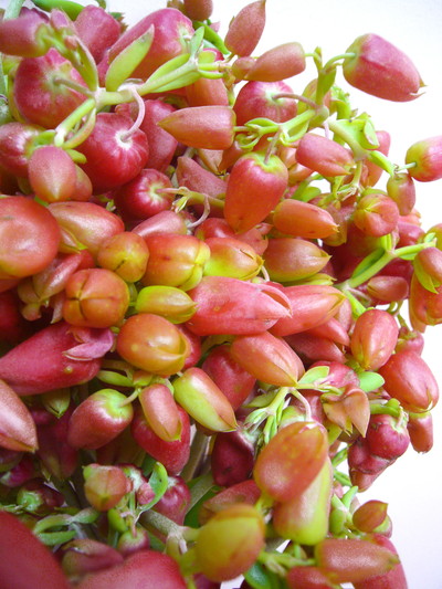 セイロンベンケイソウ