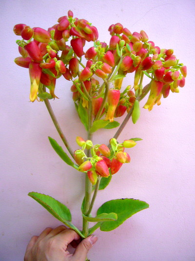 セイロンベンケイソウ