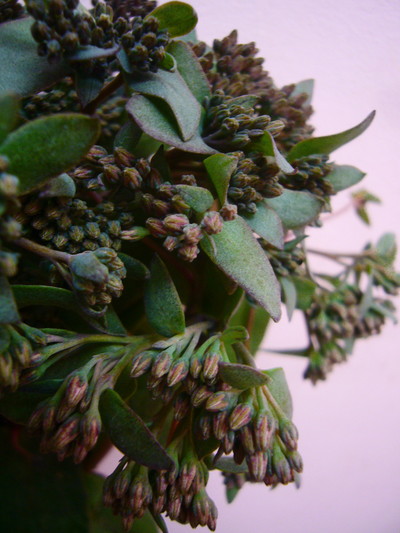 セダムチョコレート