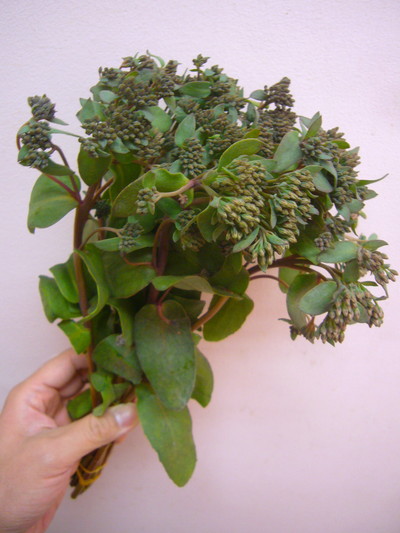 セダムチョコレート