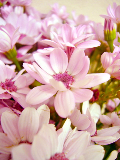 セネシオ ティアサーモン