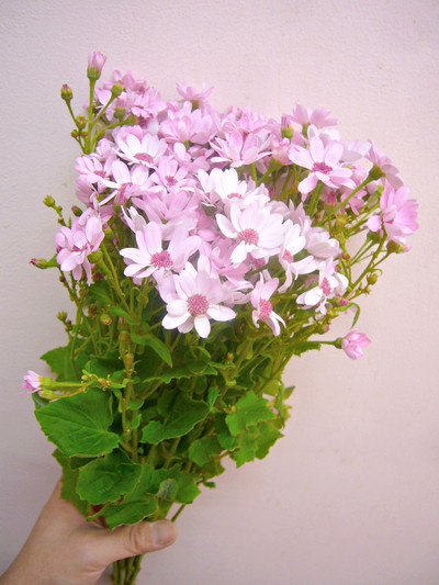 セネシオ ティアサーモン