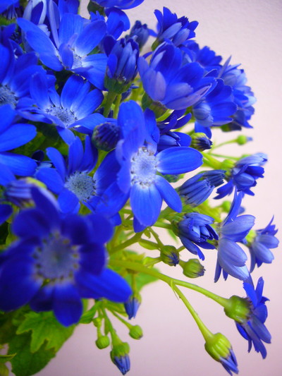 セネシオ ティアマリン