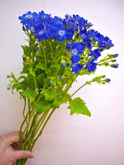 セネシオ ティアマリン